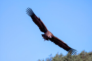 Black vulture flying low looking for carrion. Aegypius monachus