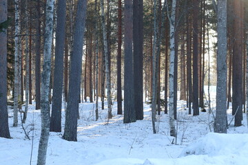 snow covered trees