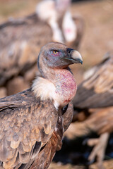 Griffon vulture in the meadow.