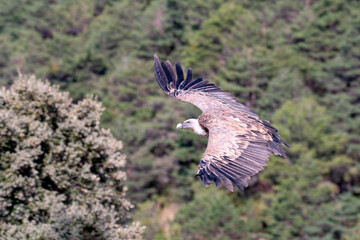 Griffon vulture flying low searching for carrion.