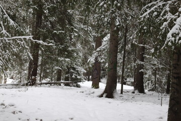 winter in the forest, pineforest. 