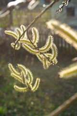 Weidenkätzchen Weide Blüte