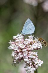 Kutsal Mavi » Celastrina argiolus » Holly Blue	
