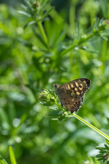Satyridae / Karanlık Orman Esmeri / Speckled Wood / Pararge aegeria