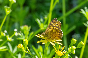 Satyridae / Karanlık Orman Esmeri / Speckled Wood / Pararge aegeria