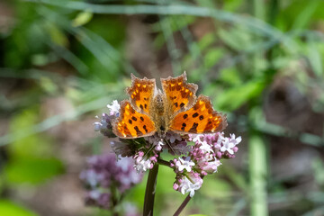 Fototapeta na wymiar Nymphalidae / Yırtık Pırtık / Comma Butterfly / Polygonia c-album