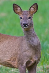 Capreolus capreolus european roe deer female on a field. Watching people walking around. Spring in Czech republic nature. Close-up portrait.