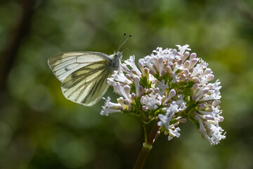 Yalancı Beyazmelek » Pieris pseudorapae » False Small White