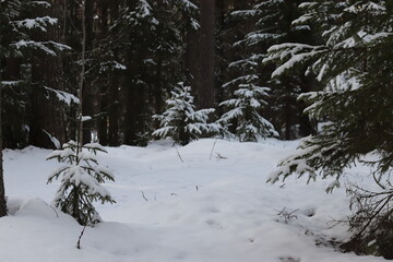 winter forest.