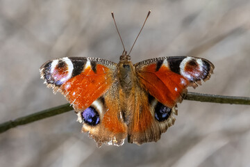 Obraz premium Tavus Kelebeği » Inachis io » Peacock Butterfly