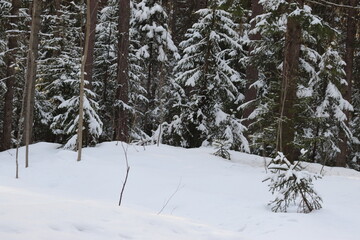 snow covered pine trees