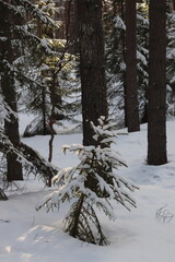 winter in the forest