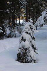 winter in the forest