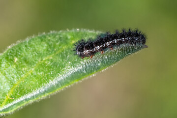  Tavus Kelebeği » Inachis io » Peacock Butterfly