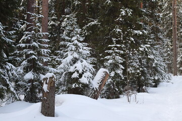 winter in the forest