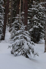winter in the forest