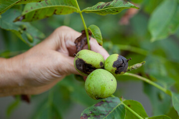 Juglans Regia  - Walnut tree affected by bacterial disease -  black spots on young nuts. - 767373292