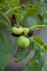Juglans Regia  - Walnut tree affected by bacterial disease -  black spots on young nuts. - 767373297