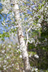 White cherry blossom -  beutiful flowers in the fruit orchard. - 767373445