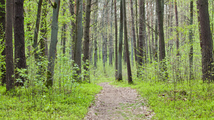 Spring forest landscape - beautiful sunny day with light green fresh leaves.