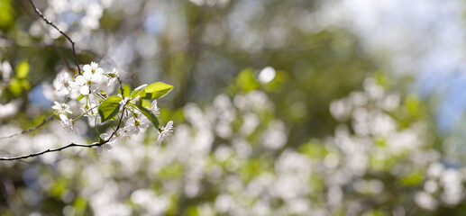 White cherry blossom -  beutiful flowers in the fruit orchard. - 767373451