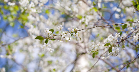 White cherry blossom -  beutiful flowers in the fruit orchard. - 767373455