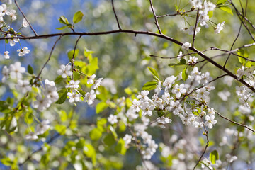 White cherry blossom -  beutiful flowers in the fruit orchard.