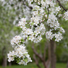 Apple blossom on the malus tree  -  white flowers blooming in the spring orchard.