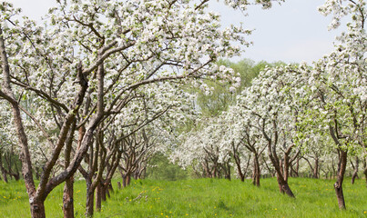 Apple tree blooming in the spring orchard, beauty of mature fruit trees.