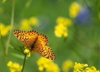 Variegated Fritillary butterfly (Euptoieta claudia) feeding on yellow wildflowers, wings wide open, on a sunny spring day.