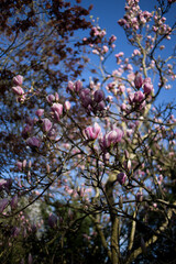 blossom in spring