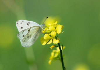 Checkered White butterfly, aka Southern Cabbage butterfly, feeding on yellow wildflowers on a sunny spring day. Copy space. - 767373826