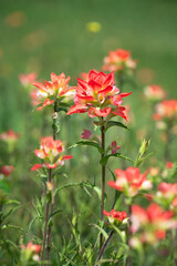 Indian Paintbrush wildflowers blooming on a meadow in spring.