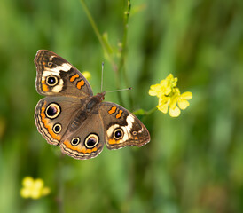 Common Buckeye butterfly (Junonia coenia) feeding on yellow wildflowers, wings wide open, on a sunny spring day. Closeup.