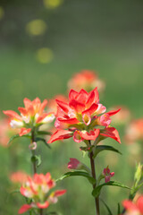 Close-up of Indian Paintbrush wildflower blooming in Texas Spring. Copy space. 