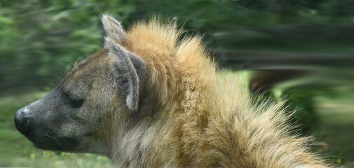 Portrait de profil d'une hyène tachetée (Crocuta crocuta) - obrazy, fototapety, plakaty