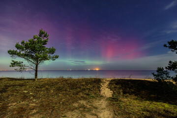 Northern lights over the Baltic Sea beach in Gdansk Sobieszewo with single pine tree, Poland. - 767375235