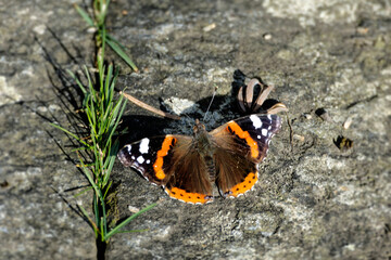 Fototapeta na wymiar Red admiral butterfly (Vanessa Atalanta) sitting on stone path in Zurich, Switzerland