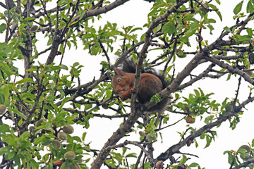 Un écureuil roux grignote des amandes dans un amandier.