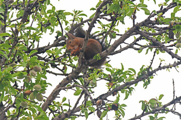 Un écureuil roux grignote des amandes dans un amandier.