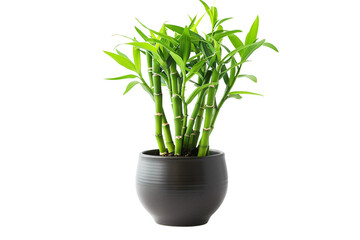 Naklejka premium Lucky Bamboo Plant in a Pot Isolated on Transparent Background