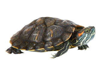 Turtle tortoise in PNG isolated on transparent background