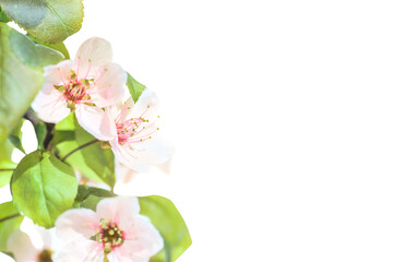 Pink cherry plum flowers with green leaves in PNG isolated on transparent background
