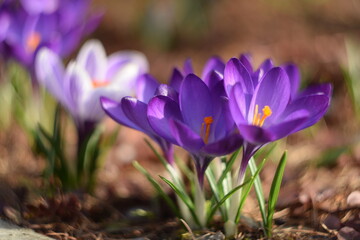 Blooming crocuses in spring garden, soft focus  by old manual helios lens,bokeh background, blurr as painted. - obrazy, fototapety, plakaty
