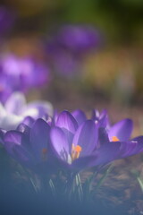 Blooming crocuses in spring garden, soft focus  by old manual helios lens,bokeh background, blurr as painted, vintage.