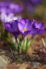 Blooming crocuses in spring garden, soft focus  by old manual helios lens,bokeh background, blurr as painted.