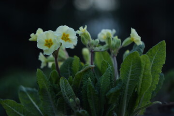 Primroses pastel yellow flowers on dark  background, by old manual helios lens, bokeh, soft focus.