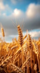 Fototapeta premium The enlarged mature wheat is golden in color and the wheat ears are heavy and rise above the clouds. 