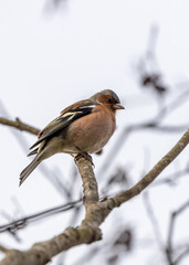 Chaffinch (Fringilla coelebs) - Widespread across Europe, Asia, and North Africa