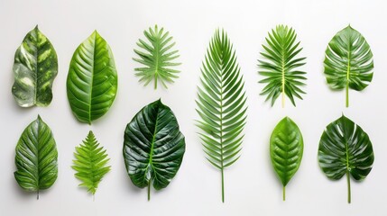 Green Tropical Leaves on White Background - Set of Fresh and Lush Foliage for Nature, Gardening, and Botanical Concepts. - obrazy, fototapety, plakaty